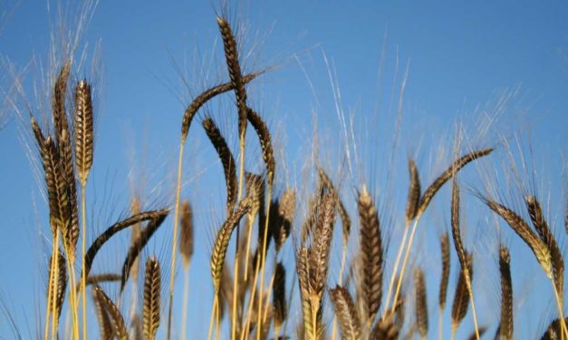 Celiachia: ha più di 10mila anni il grano che la aiuta a prevenire. Si chiama anche piccolo farro