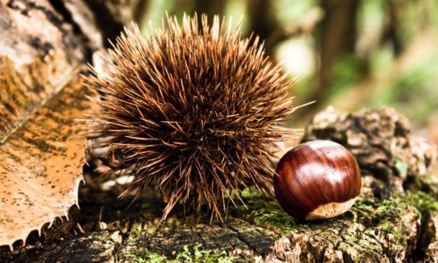 Castagne, un tesoro nascosto