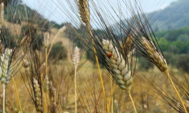 La pasta con il grano Senatore Cappelli è più tollerata dalle persone sensibili al glutine