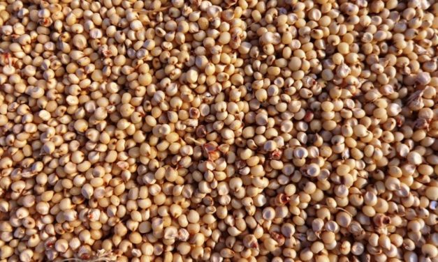 Sorgo, il cereale alleato di chi soffre di celiachia